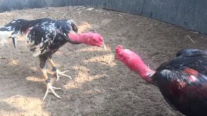 Đặc Tính Và Ưu Thế Của Gà Nòi Đá gà Bản Địa